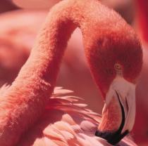 Villas & Cottages. Camargue Flamingo